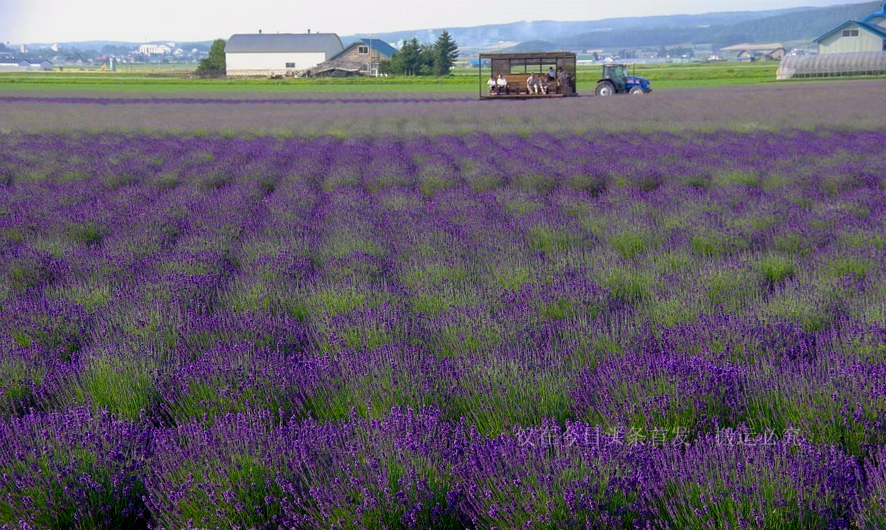 北海道现状,日本北海道长什么样