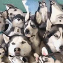 何老师抱狗撒尿，三石弟弟跳舞洗狗…这些破图我看一次笑一次哈哈