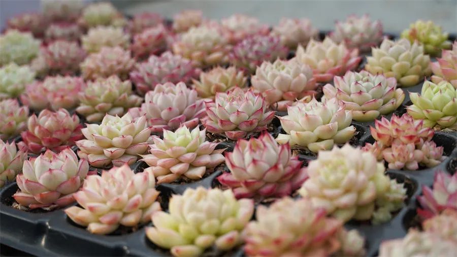 直播间四万人同时在线，企业年销售额过亿，多肉还能再火十年吗？