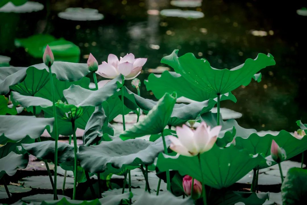 广州这条路，治好了我的审美疲劳