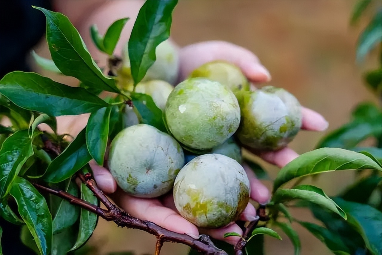 又到了吃三华李的季节,夏天就要吃酸酸甜甜的三华李