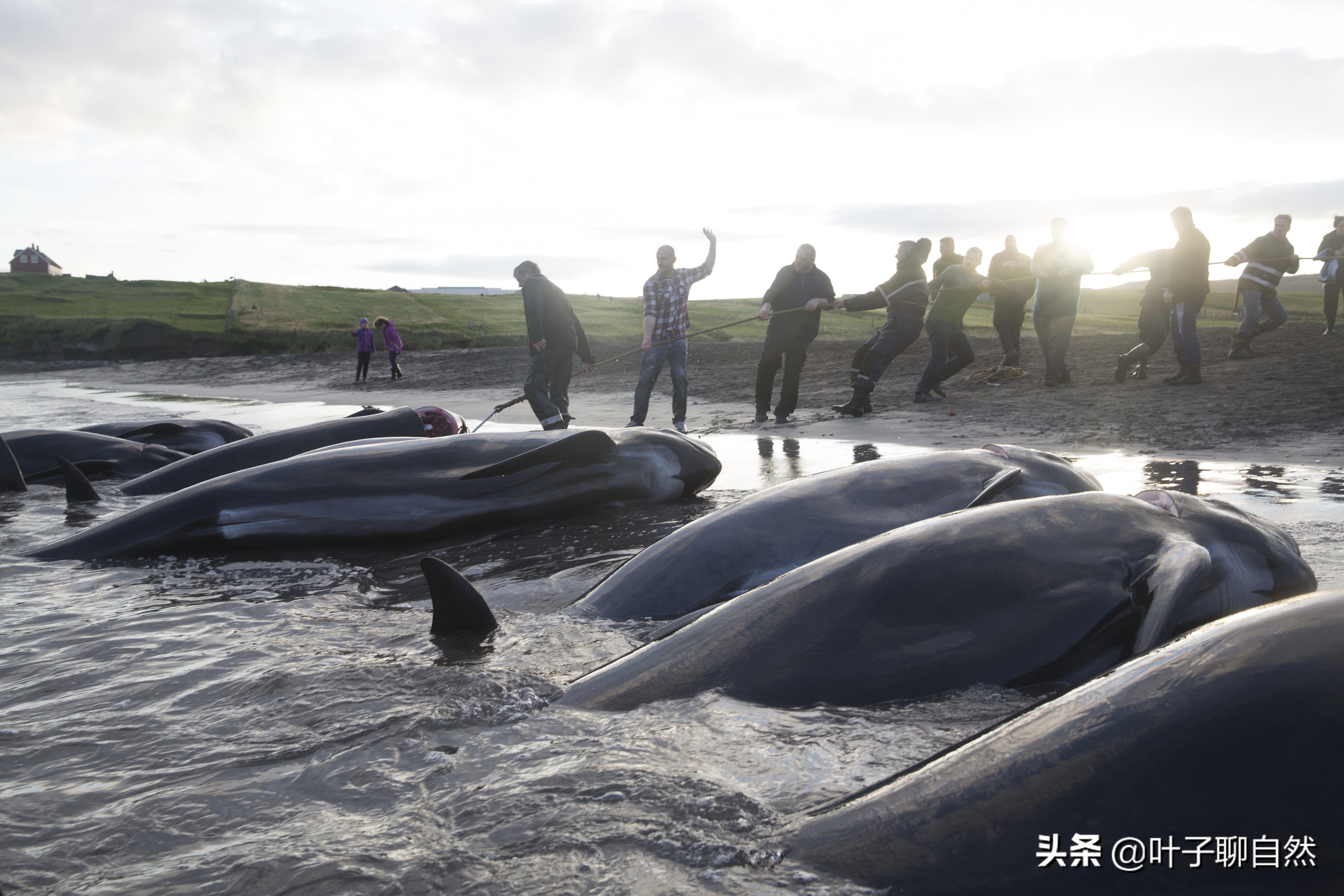 座头鲸殴打虎鲸谁会胜利,领航鲸为什么打虎鲸