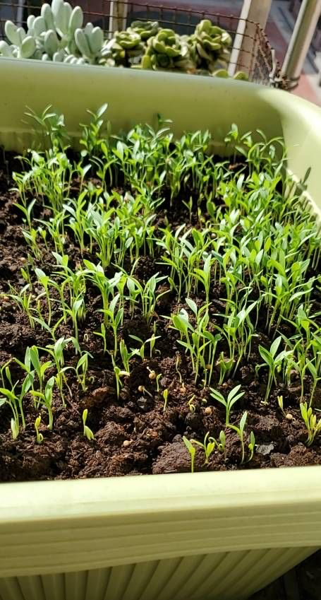 阳台种菜可以多茬采收,在阳台种菜最快采收的五种蔬菜