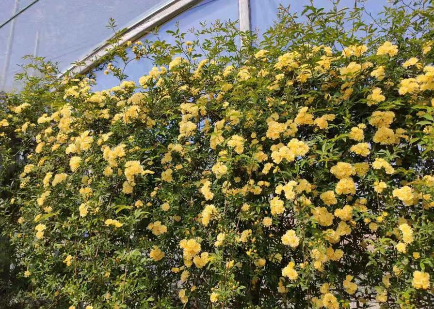 小院大门口种什么爬藤花漂亮,院子做花园