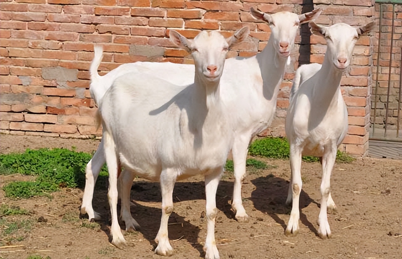 羊羔拉稀的原因是什么,初生羊羔拉稀该怎么治疗