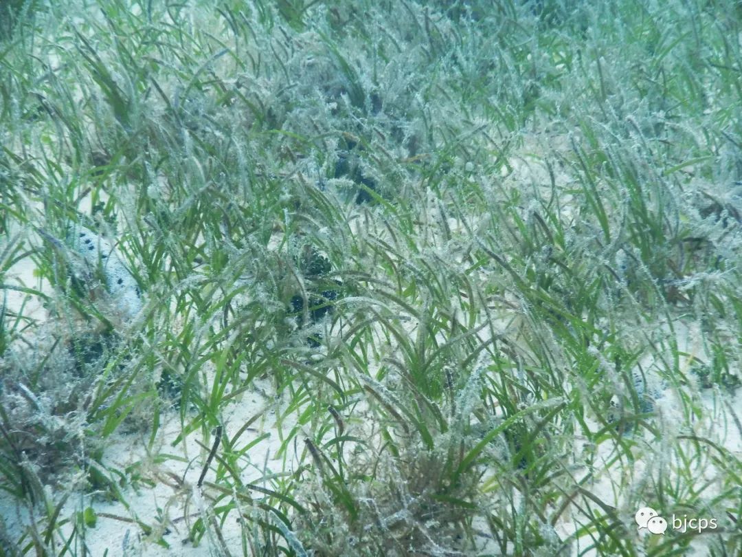 塞班岛为什么免签,塞班岛免签政策45天还是14天