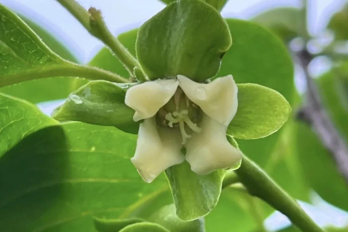 柿子生长期如何防落果,柿子九月份的病虫害管理