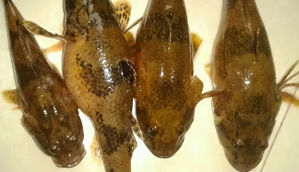 让钓友头疼的4种小杂鱼,让钓鱼人最讨厌的十种小杂鱼