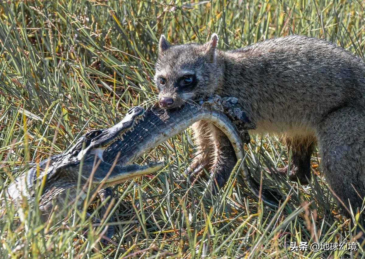 21张罕见动物照：凶狠浣熊攻击鳄鱼，巨大水蛭缠腰一圈