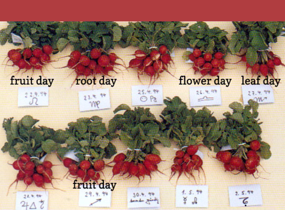 为什么喜事都要看黄历,喝白茶看黄历