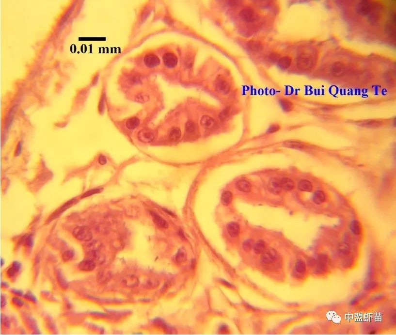 微孢子虫亚门,水产养殖微孢子虫