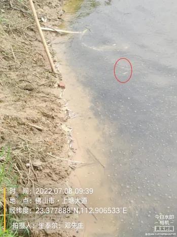 生鱼子弹状病毒怎么处理,生鱼感染弹状病毒解剖视频