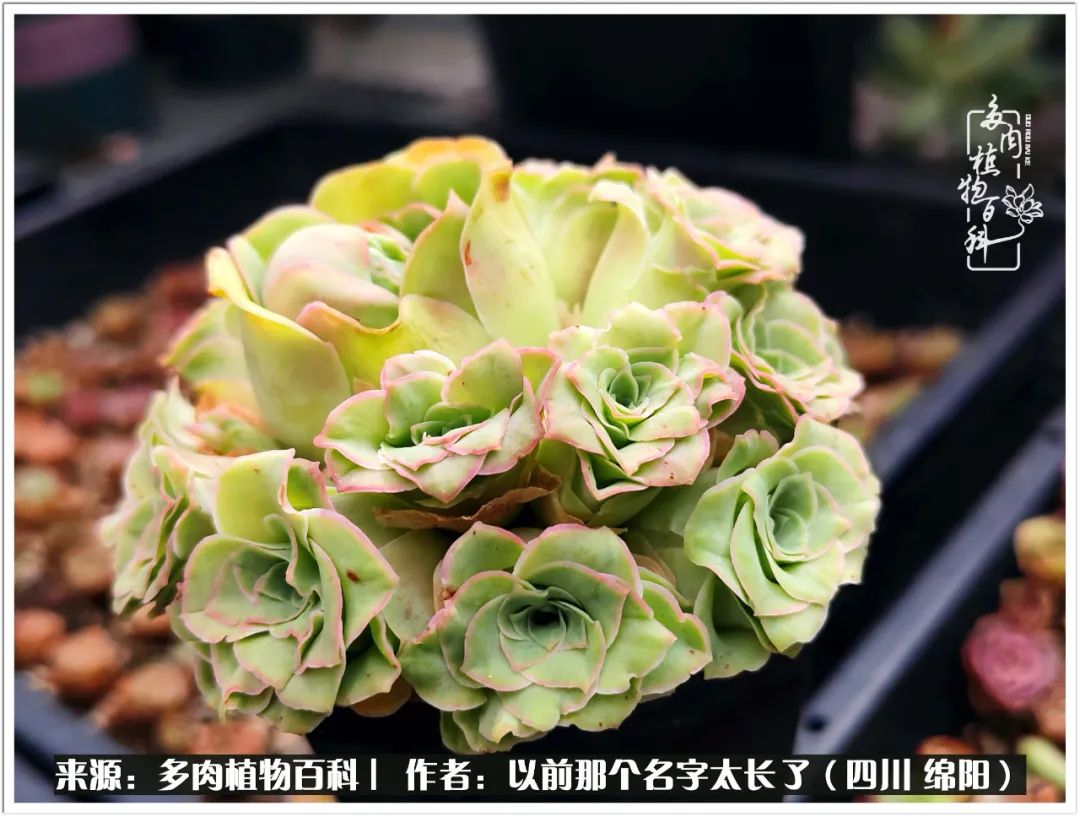 夏天山地玫瑰,小清新山地玫瑰