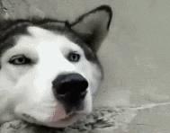 哈士奇有多调皮呢,哈士奇傻傻其实二哈聪明