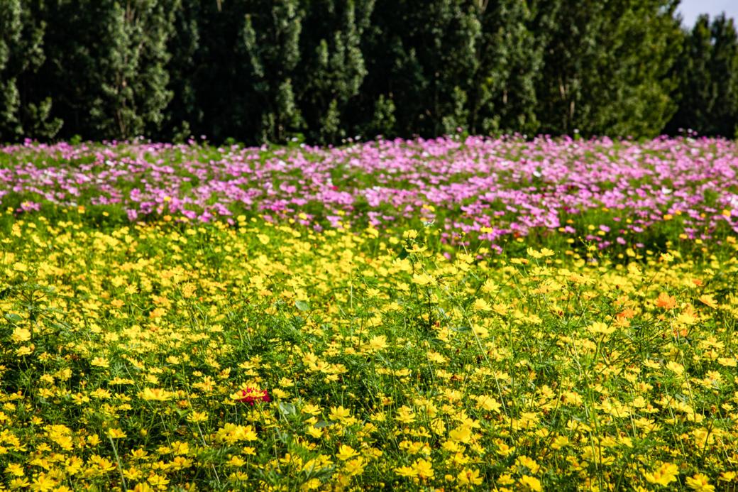 赞美秦皇岛的夏天,想念秦皇岛的夏天