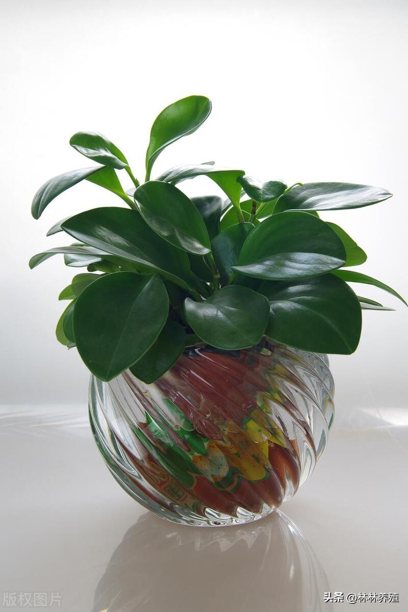 懒人养花就养这几种好养活不怕死,养这10种花越养家里越干净