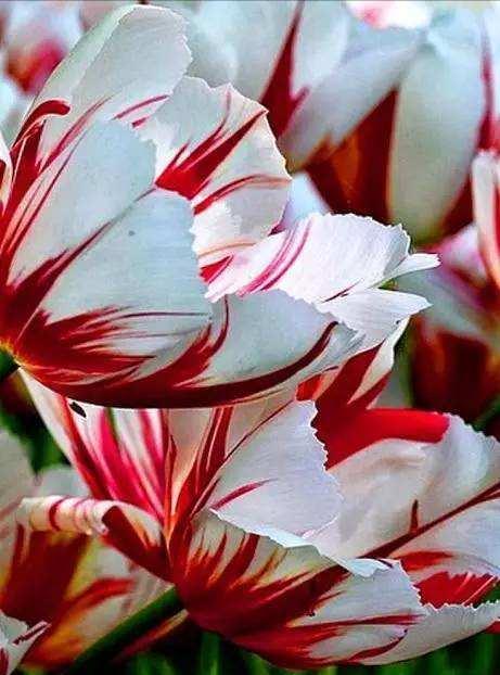 郁金香欣赏,郁金香图片大全大图欣赏