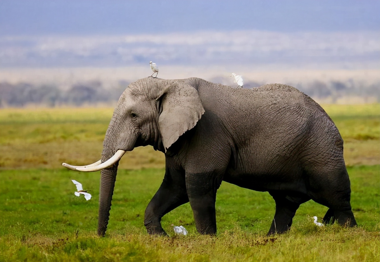 巨型猛犸为何灭绝,猛犸多少年前灭绝的