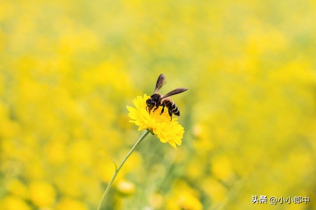 连花清瘟和藿香正气治疗感冒,藿香正气水跟连花清瘟是中成药吗