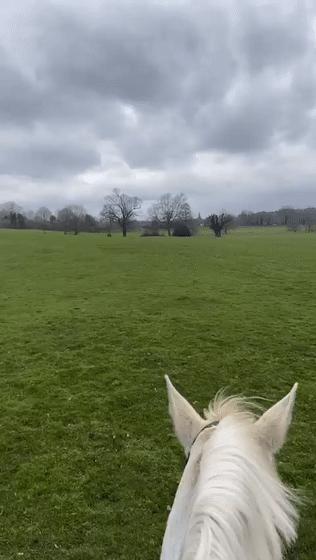 当卡塔尔王子入驻抖音后,卡塔尔王子抖音是真的吗