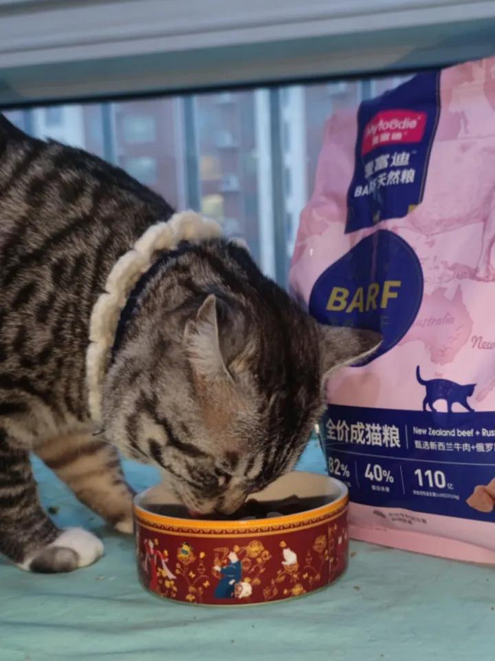 大猫总是咬主人怎么办,大猫老是咬新带回来的小猫怎么办