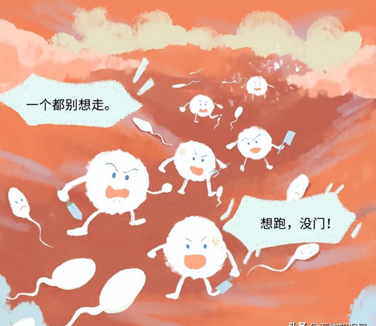 精子和卵子的神秘之旅,精子生命的历程