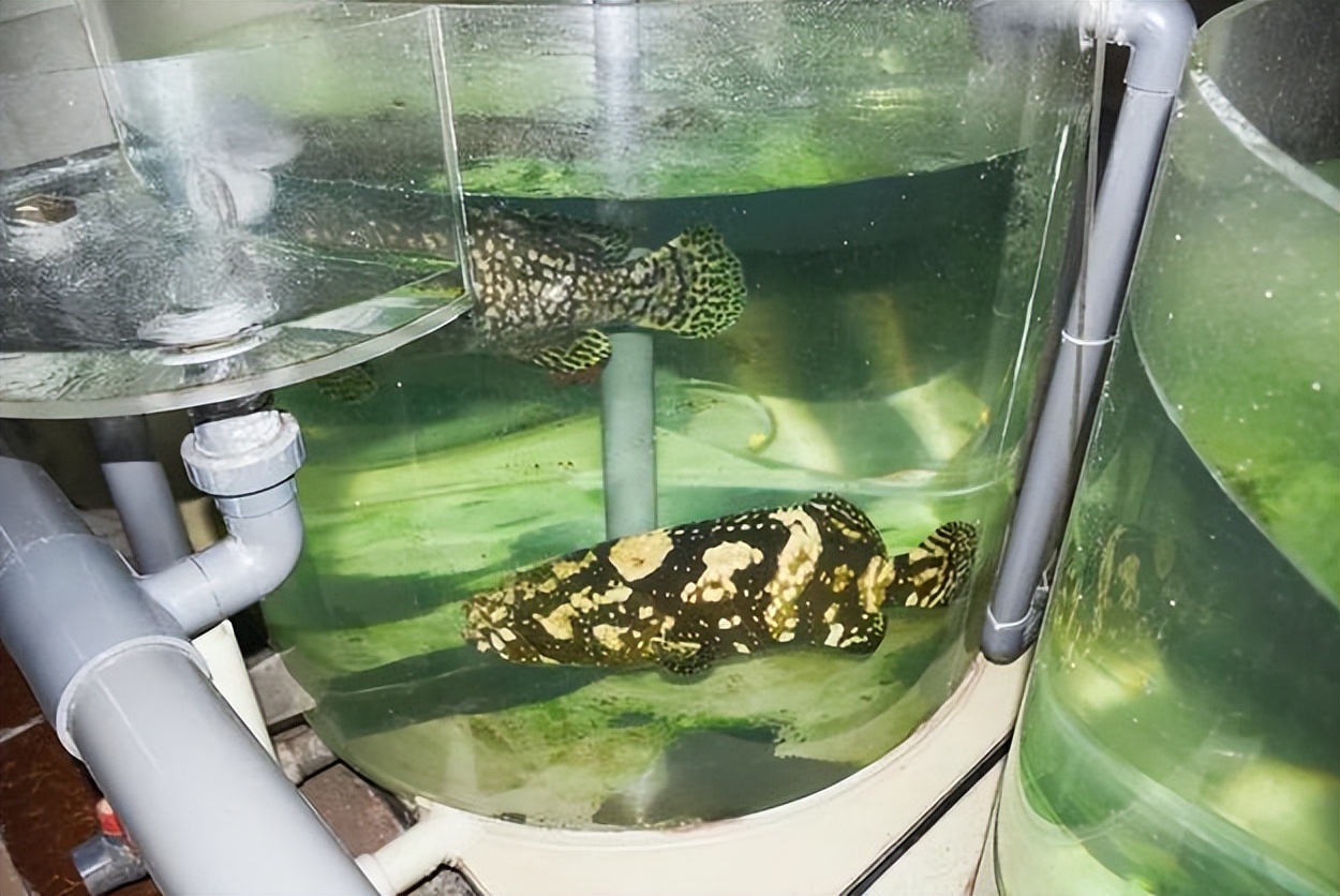 马鞭草和鹿衔草对养殖虎龙杂交斑生长与免疫影响的研究