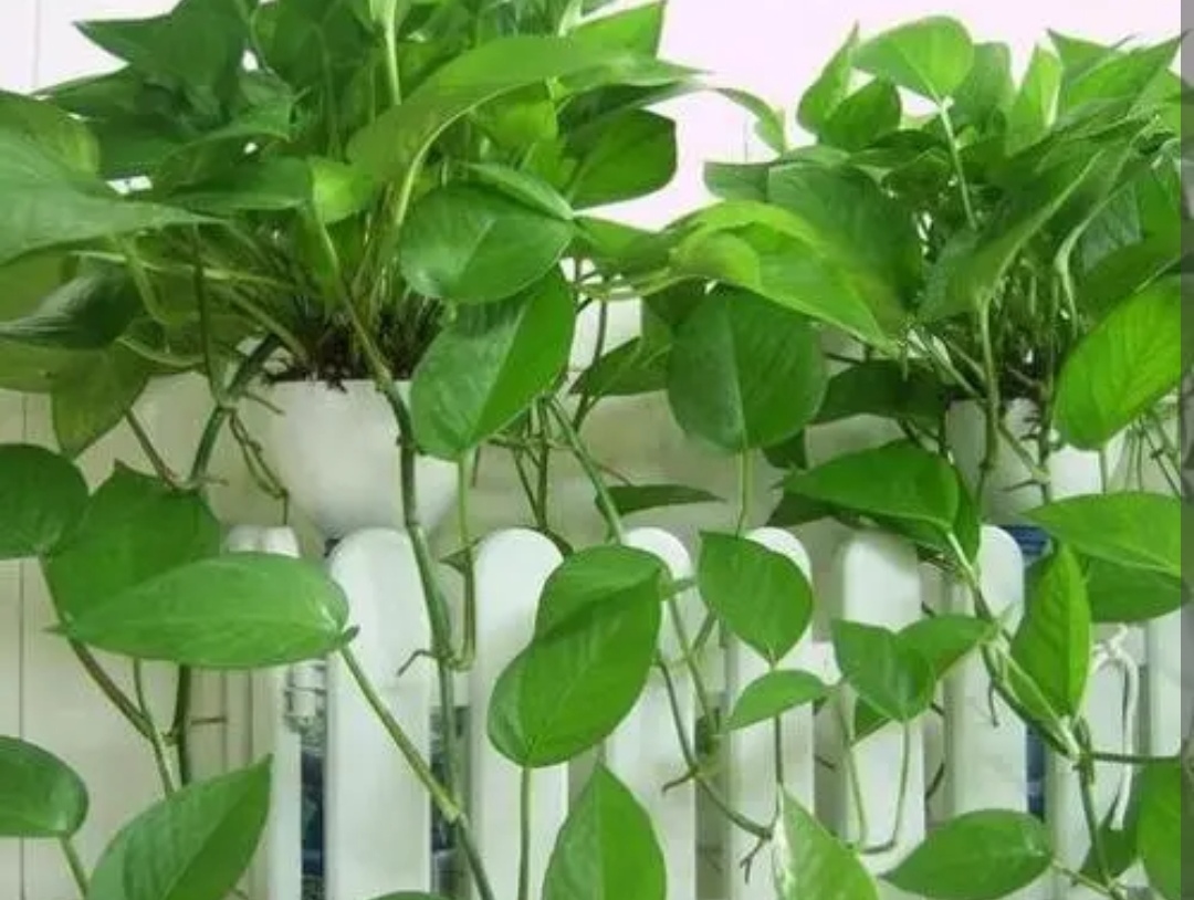 天冷绿萝蔫了怎么办,天冷绿萝能浇水吗