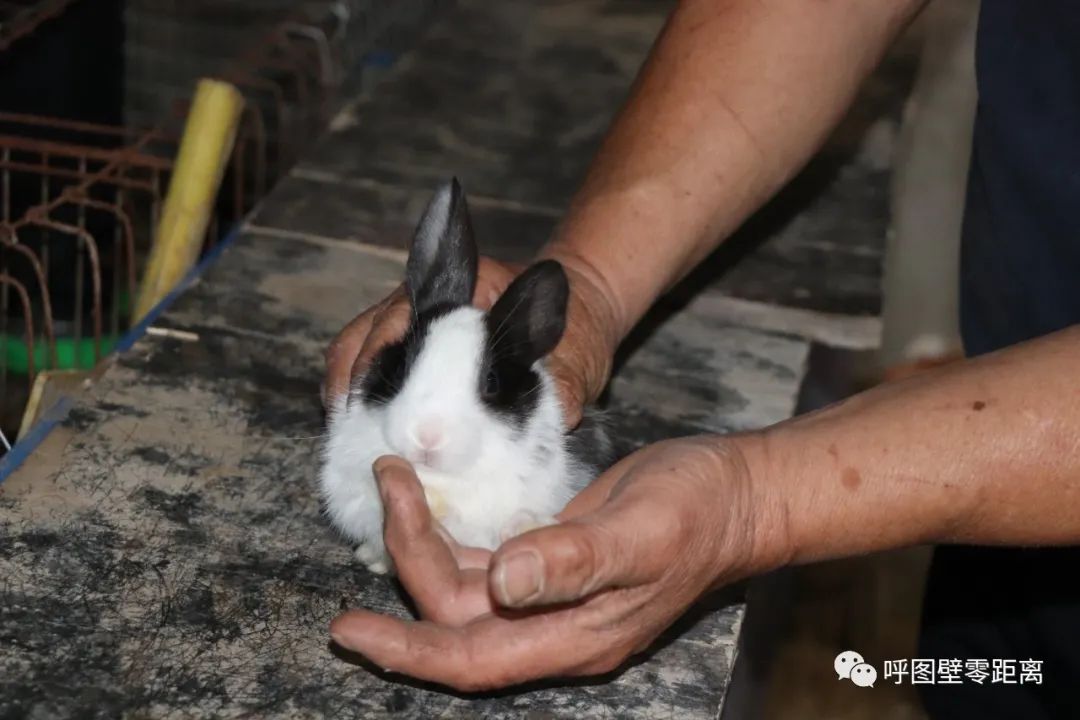 乡村振兴助农背景图高清,内蒙特色养殖助力乡村振兴