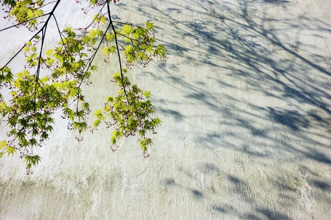 关于夏日荷花的诗句唯美,最美夏日诗词盘点