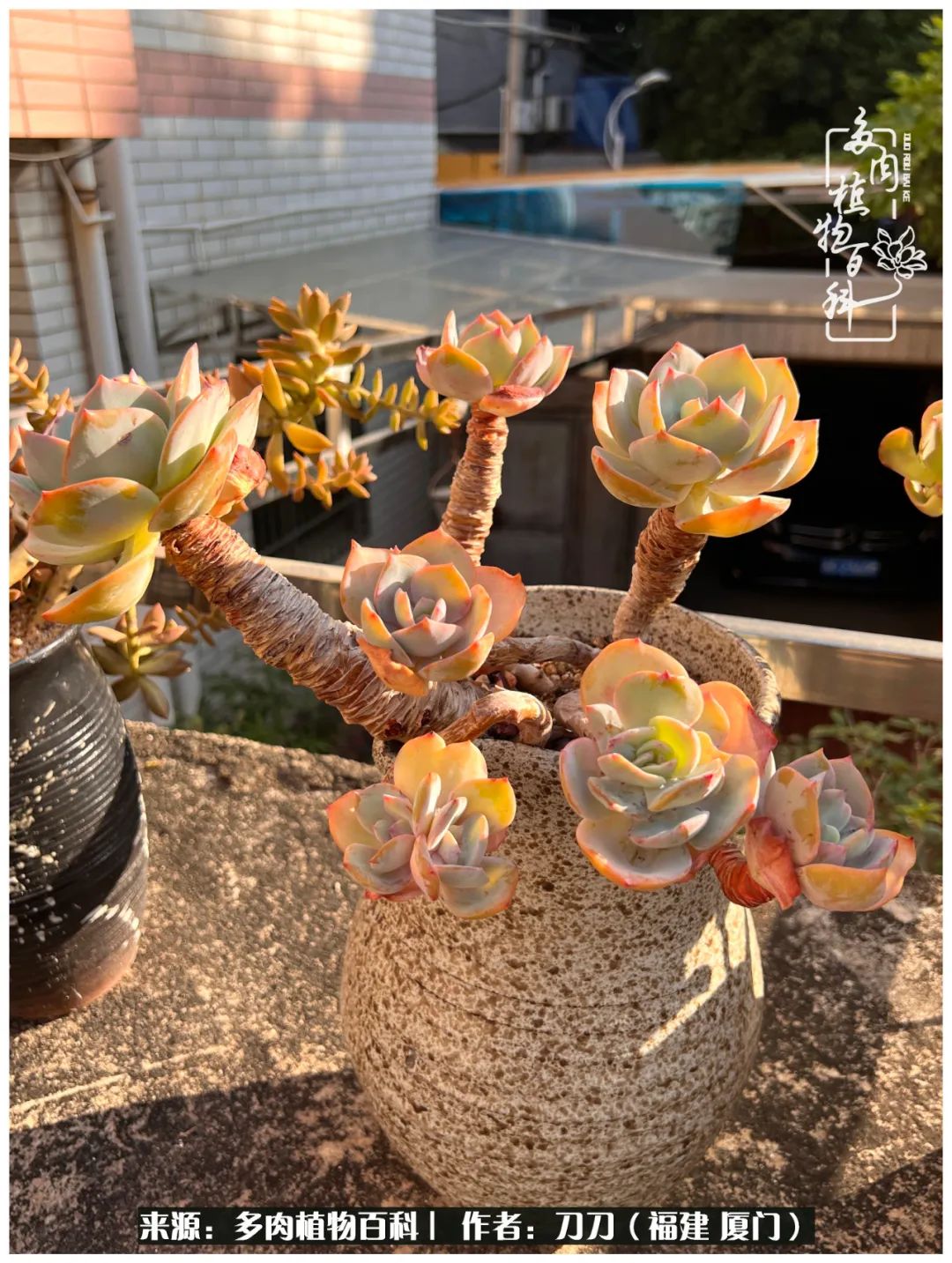 多肉夏季不好养品种有哪些,高花盆为什么养不好多肉