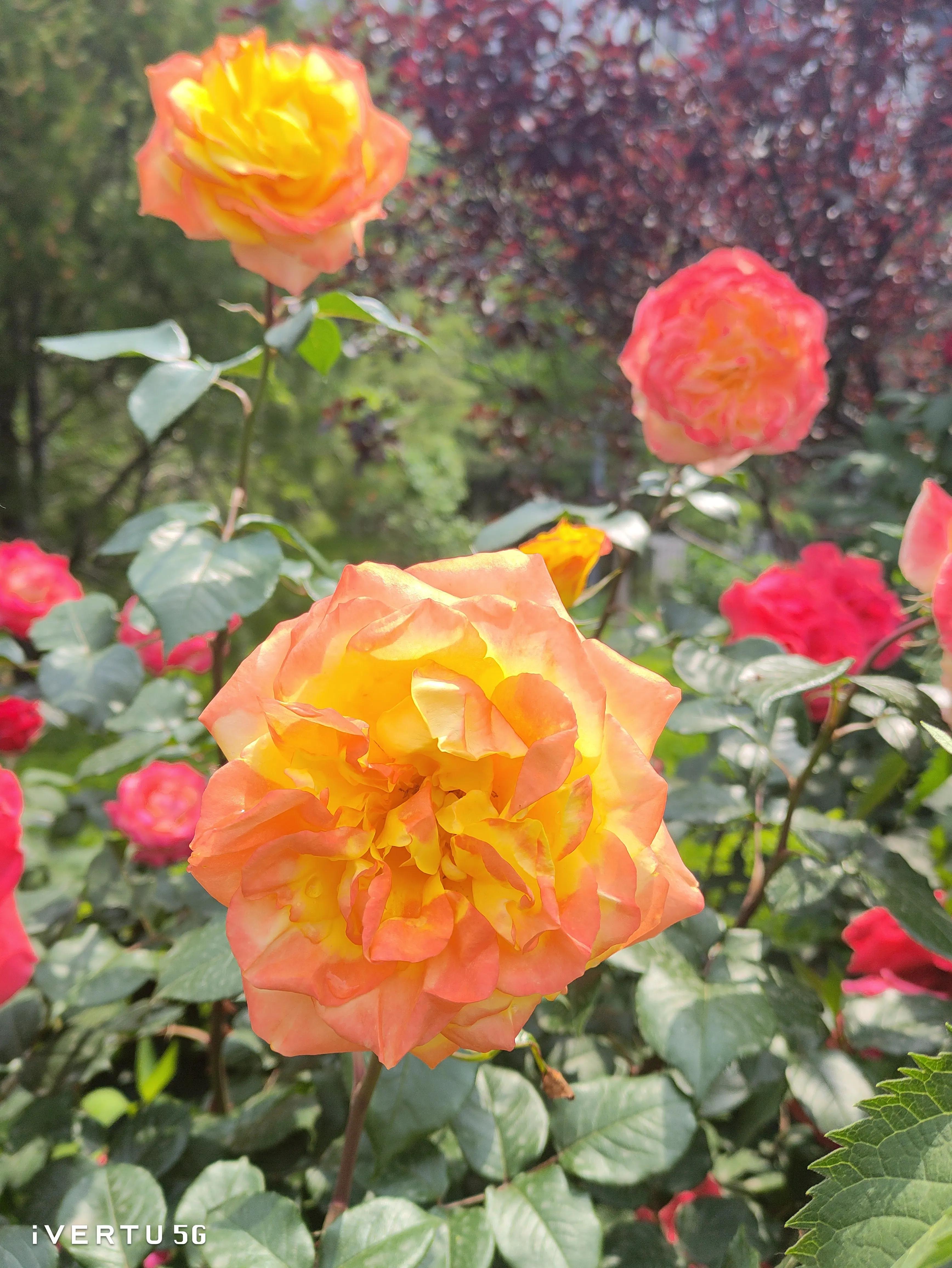 北京盆栽月季可以户外过冬吗,北京植物园市花月季