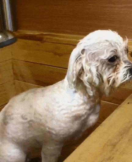 激怒狗子的方法找到了！最后一招最管用！