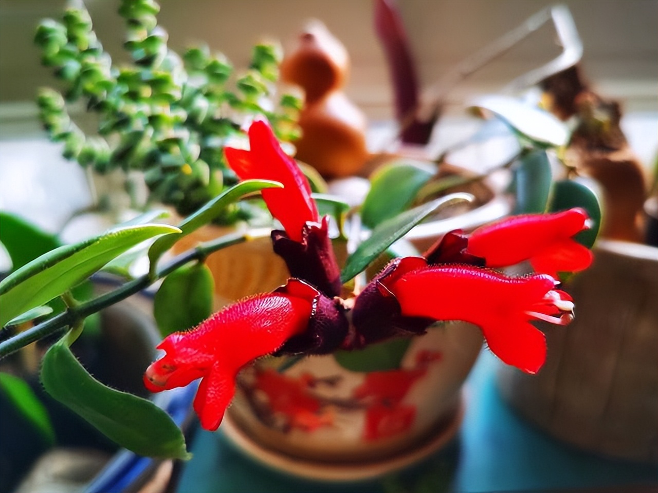 适合室内养的耐阴花和植物,就养这10种耐阴花比绿萝都好养