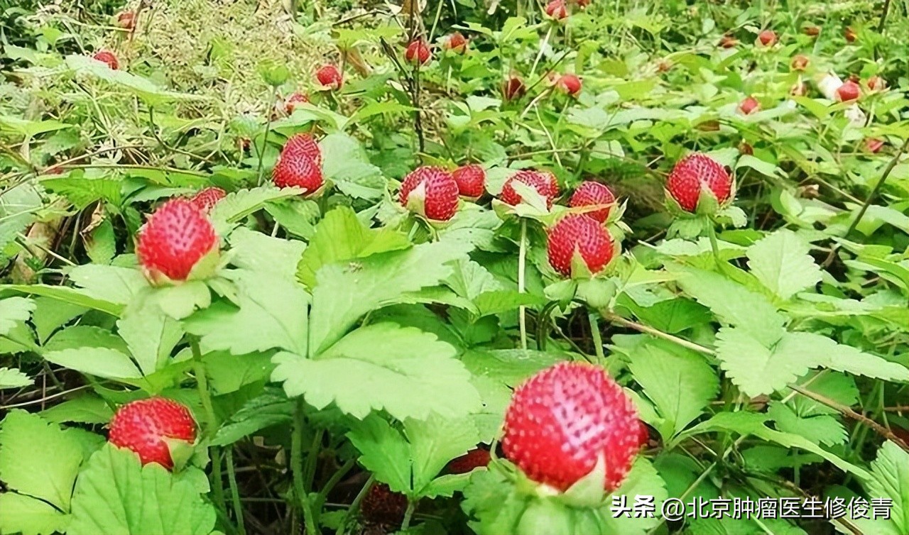 中医治疗膀胱癌的名医,膀胱癌中医食疗药膳
