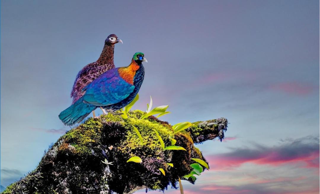 西昌市市鸟,西昌市鸟是哪种