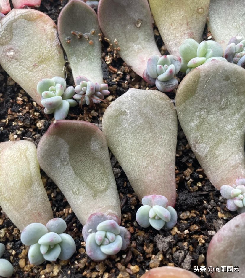 多肉这样叶插更简单成活率更高,劳尔多肉叶插晾晒几天