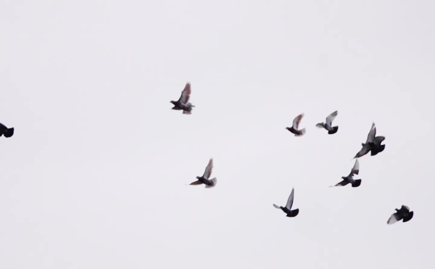 若能“三无”，就得逍遥：《逍遥游》的含义及逻辑［也人］