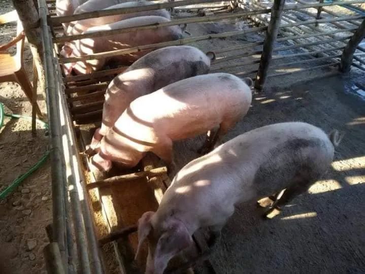 缅甸水产养殖业的现状,缅甸饲料市场好做吗