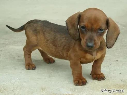 宠物狗应该怎么养详细介绍科普,宠物狗喂养及训练方法有哪些