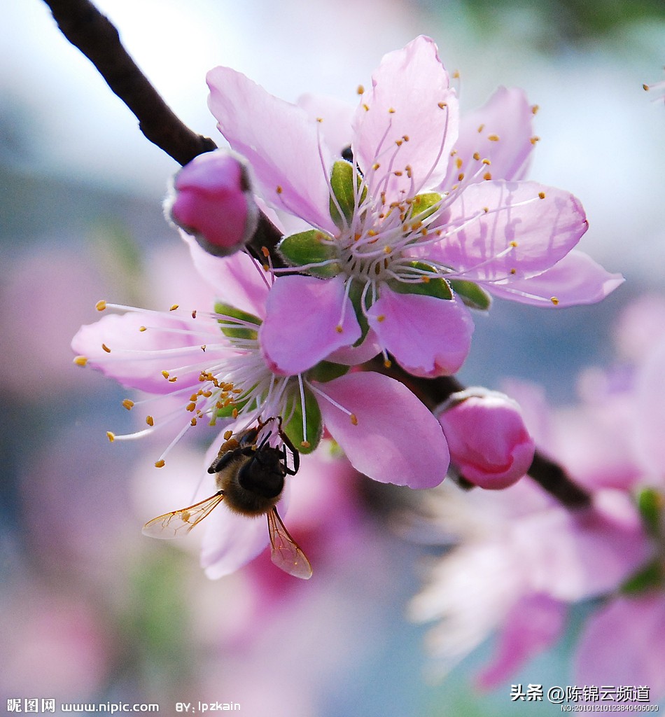 关于重阳节春节清明节的古诗,清明节积累关于传统节日的古诗词