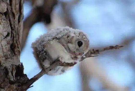 寒号鸟为什么叫鸟却不是鸟而是鼠,寒号鸟不属于鸟吗