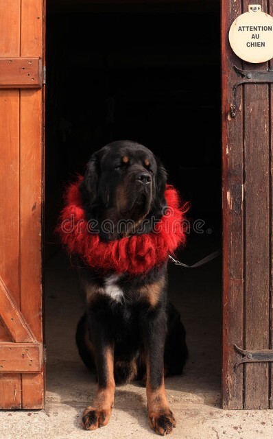 藏獒为什么那么贵,当年藏獒火到什么地步