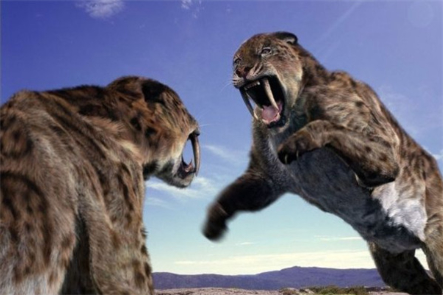 所有动物都会进化,所有的动物都进化吗