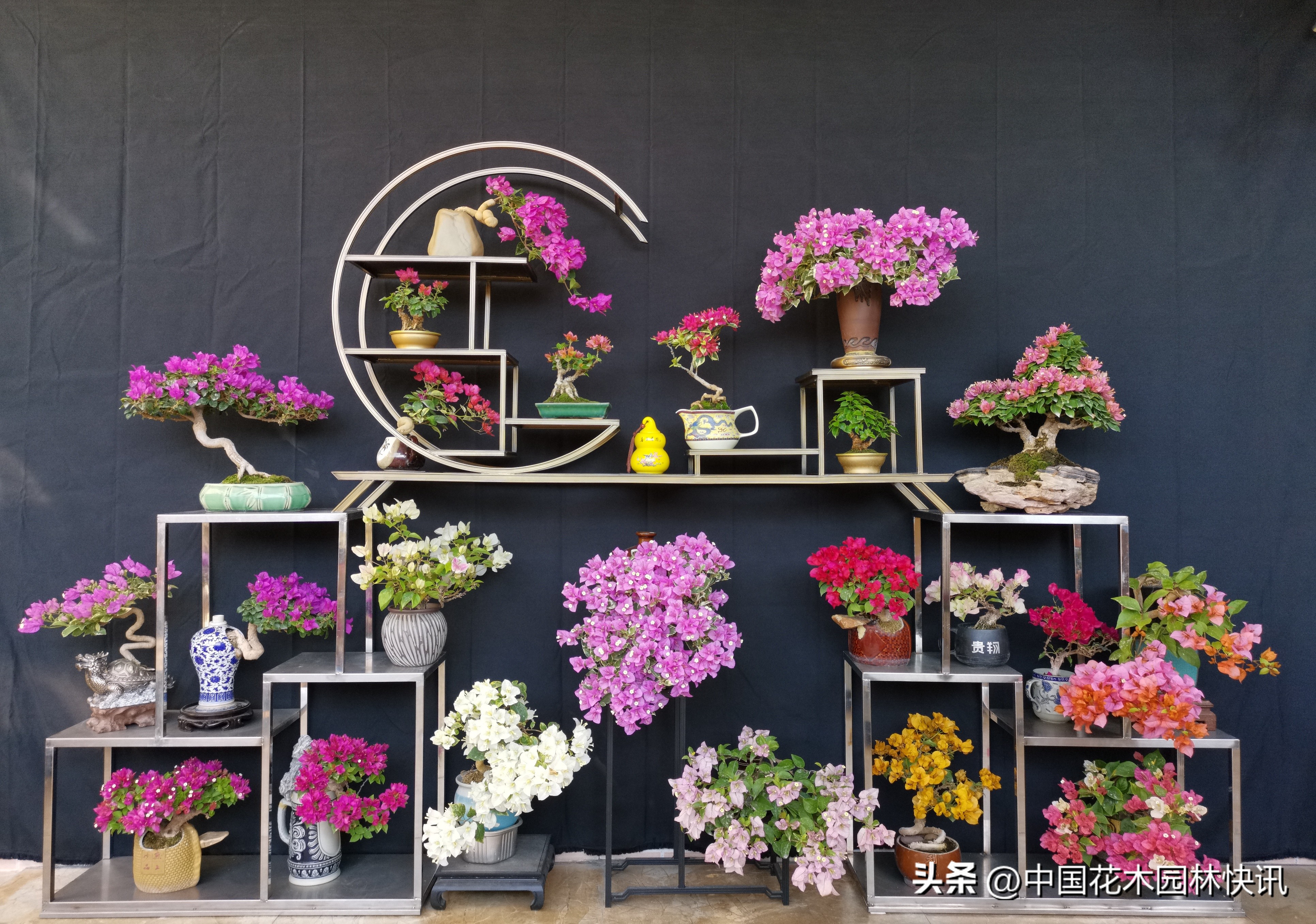 三角梅精品小老桩盆景,三角梅盆景制作视频全教程