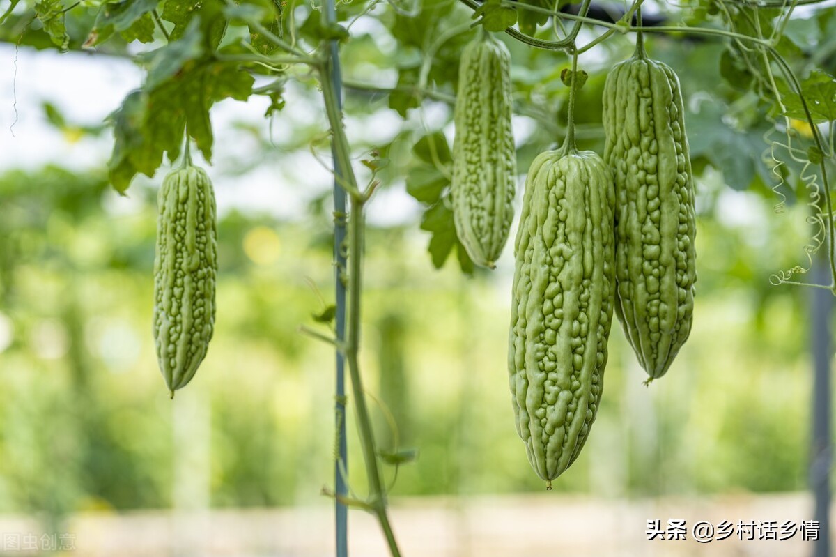 丝瓜苦瓜怎么做好吃,丝瓜苦瓜小懒瓜如何整枝打蔓