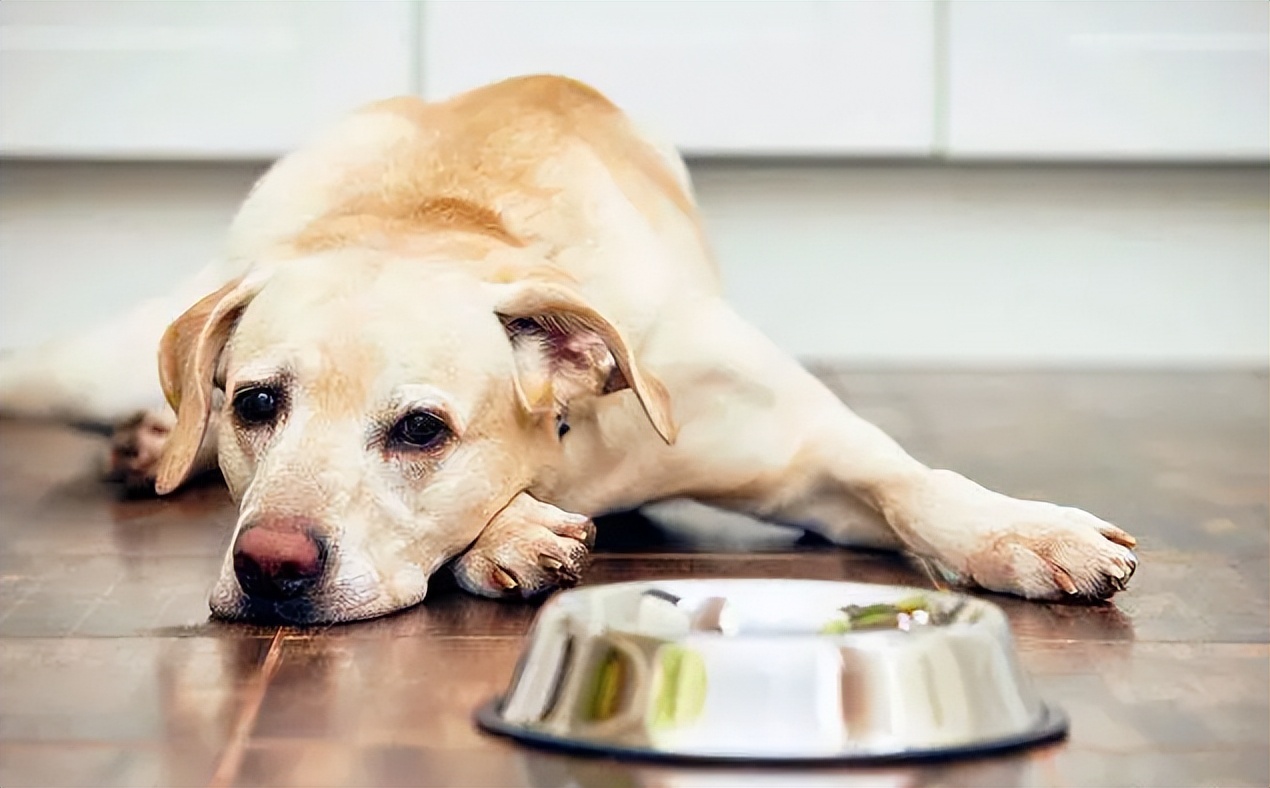 狗狗呕吐三四天不吃食,狗狗吃了打虫药不吃食怎么回事