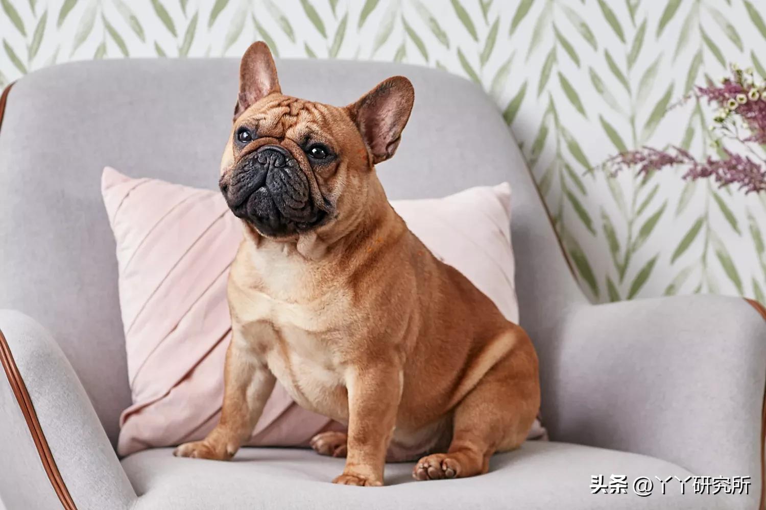 老年人最佳犬种,适合农村老人养的犬种