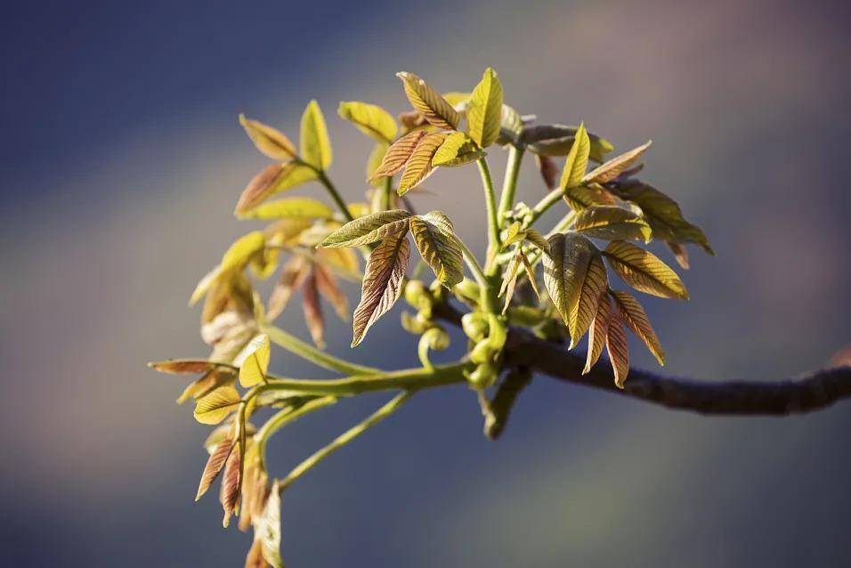 春天看图挖野菜，送你40种野菜大图鉴，让你轻松辨别各种野菜