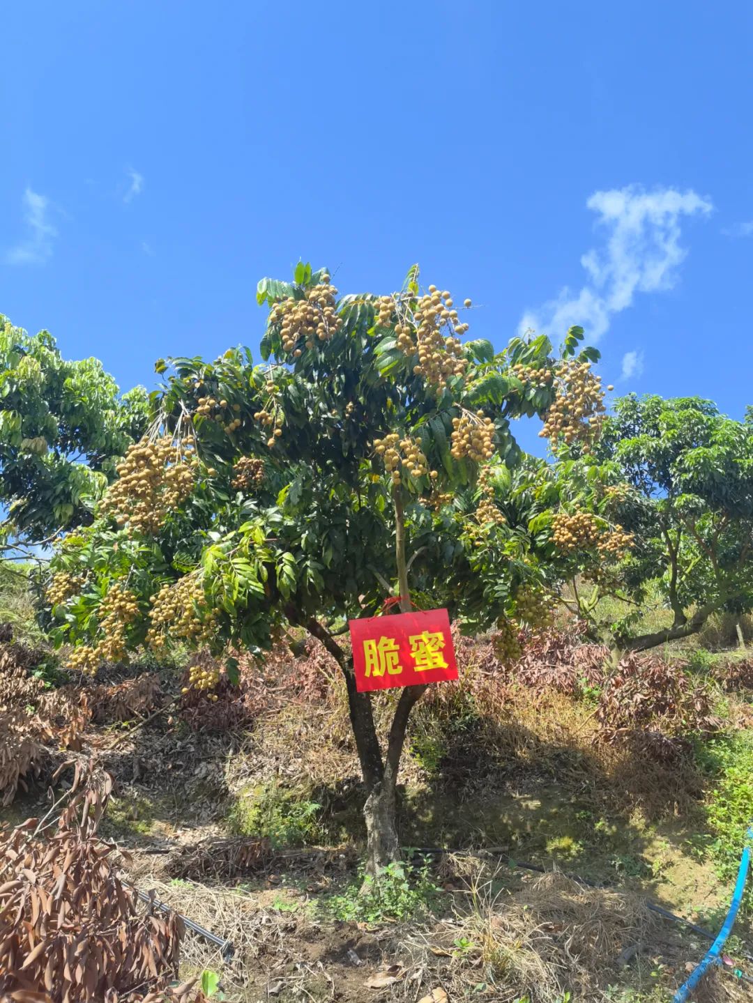 脆蜜金柑5年树,脆蜜金柑15年树龄